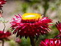 Helichrysum bracteatum IMG_4803 Kocanki ogrodowe